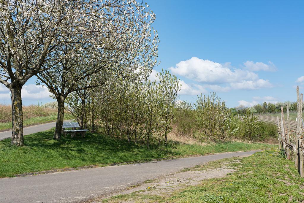 Weingut&Gästehaus Edwin Hoffmann Trittenheim Exterior foto